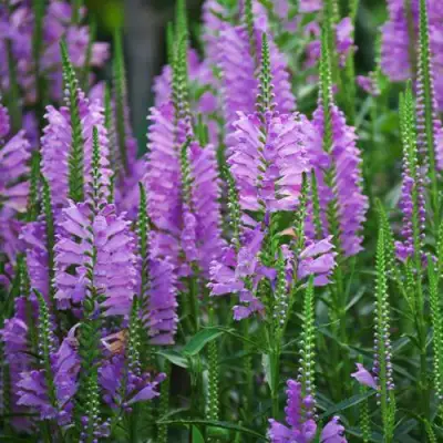 Физостегия РОЗЕЯ виргинская в Солигорске