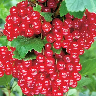 Смородина красная РУДНЕУС в Солигорске