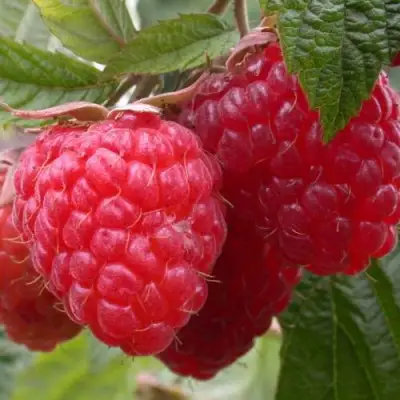 Малина ПИНГВИН в Солигорске