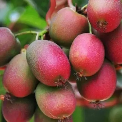 Актинидия ВЕЙКИ аргута в Солигорске