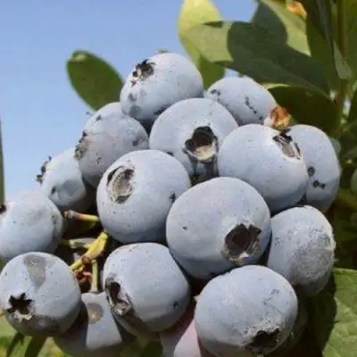 Голубика ЦУКЕР ТРАУБЕ в Солигорске