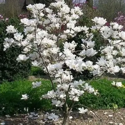 Магнолия АЛЬБА СУПЕРБА в Солигорске