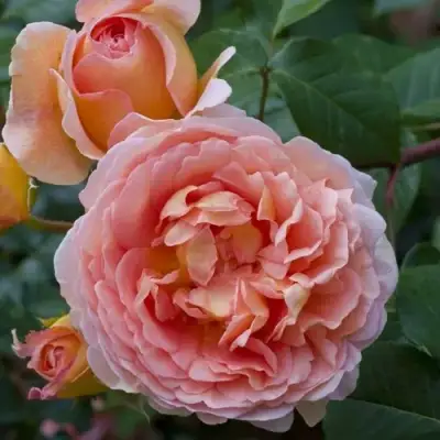 Роза АБРАХАМ ДЕРБИ английская в Солигорске