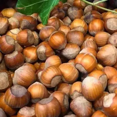 Фундук ТОНДА ДЖИФФОНИ в Солигорске