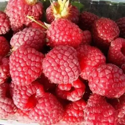 Малина ПОЛЕСЬЕ в Солигорске