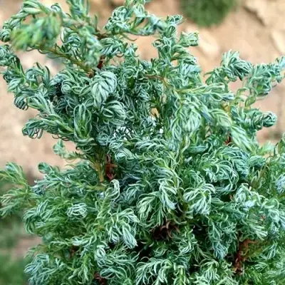 Кипарисовик БЕБИ БЛЮ горохоплодный в Солигорске