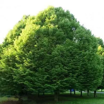 Граб японский в Солигорске