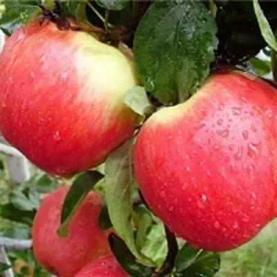 Яблоня ЖЕНЕВА (ЖЕНЕВА ЭРЛИ) в Солигорске