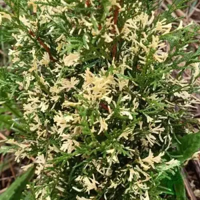 Туя БРАБАНТ ВАРИЕГАТТА западная в Солигорске