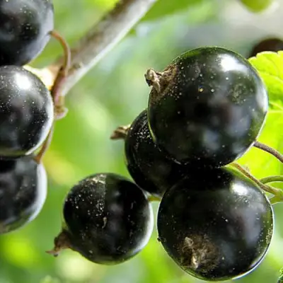 Смородина чёрная ЦЕРЕРА в Солигорске