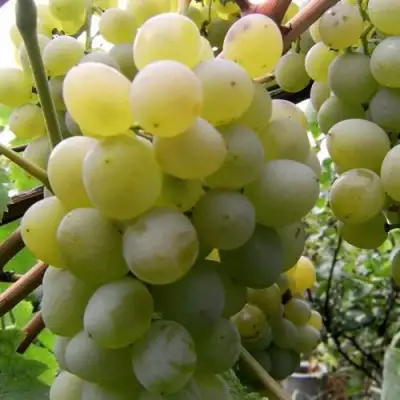 Виноград ТАЛИСМАН в Солигорске