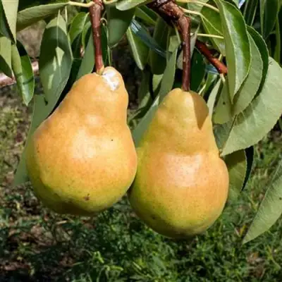 Груша ДЮШЕС ЛЕТНИЙ в Солигорске