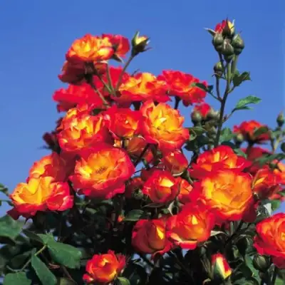 Роза ТАЙФУН спрей в Солигорске