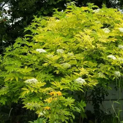 Бузина черная АУРЕА в Солигорске