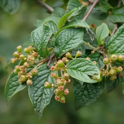 Кизильник пузырчатый в Солигорске