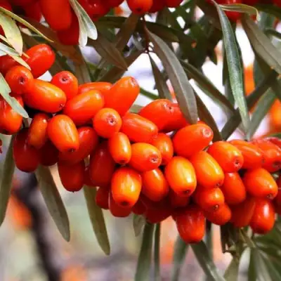 Облепиха ДЖЕМОВАЯ в Солигорске