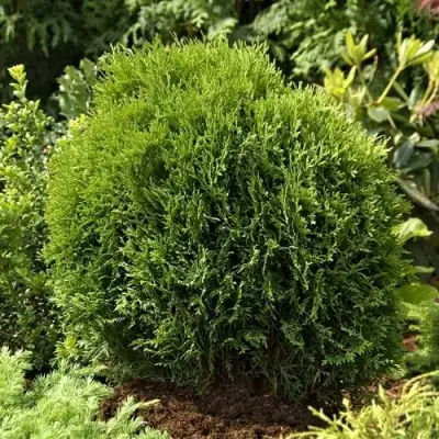 Туя ТИНИ ТИМ западная в Солигорске