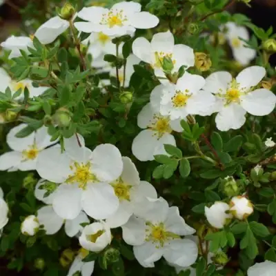 Лапчатка АББОТСВУД кустарниковая в Солигорске