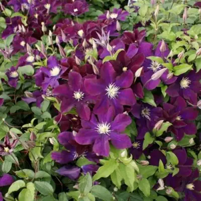 Клематис ГЕРОИ ВАРШАВЫ в Солигорске