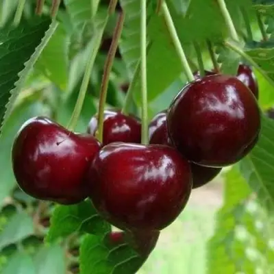 Вишня ЖАДАНА в Солигорске