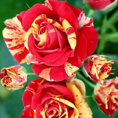 Роза ФАЙЕР ФЛЕШ спрей в Солигорске