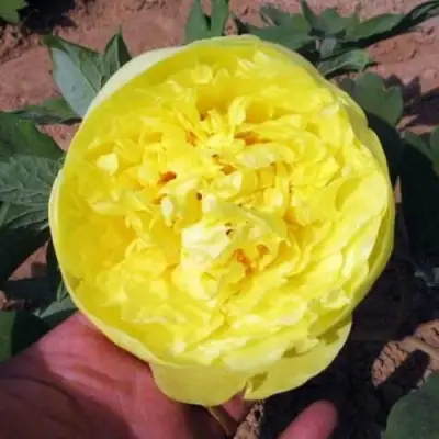 Пион ЗОЛОТО ПОДНЕБЕСНОЙ древовидный в Солигорске