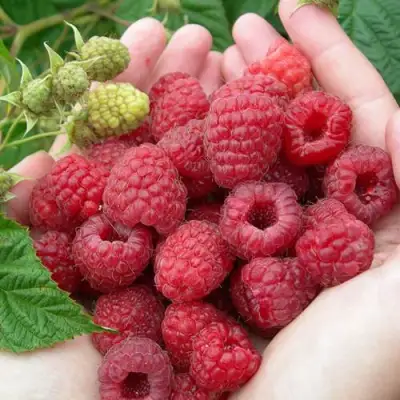 Малина МОЛЛИНГ ДЖУНО в Солигорске