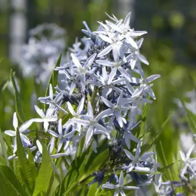 Амсония ТАБЕРНЕМОНТАНА в Солигорске