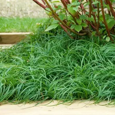 Осока БИТЛЗ в Солигорске