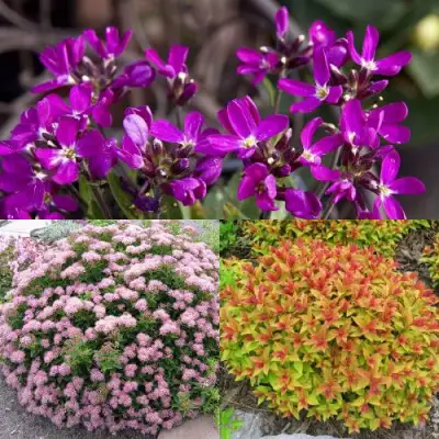 Комплект ЯПОНСКИЙ САД в Солигорске