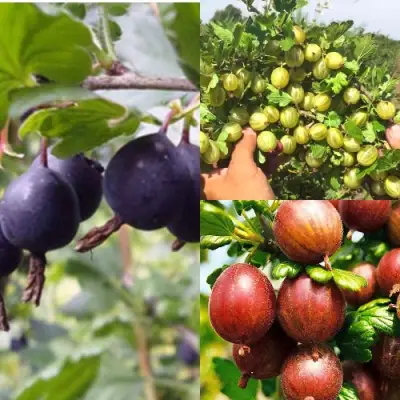 Комплект КРЫЖОВНИК MIX в Солигорске