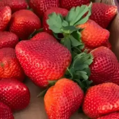 Клубника МОНТЕРЕЙ ремонтантная в Солигорске