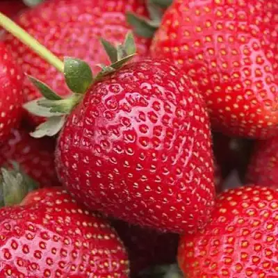 Клубника СЕЛЬВА ремонтантная в Солигорске