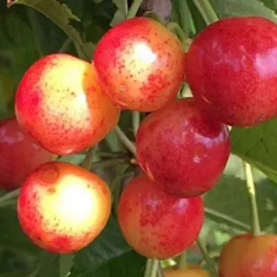 Черешня СОПЕРНИЦА в Солигорске