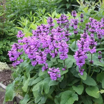 Буквица крупноцветковая в Солигорске