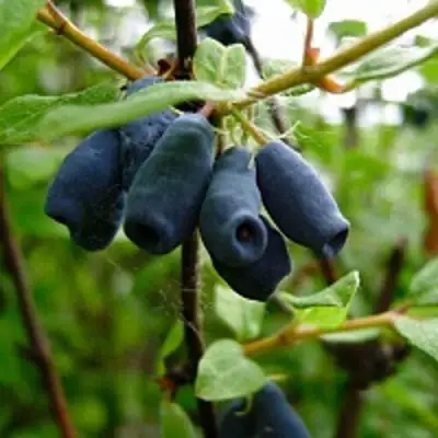 Жимолость съедобная ВОЛХОВА в Солигорске