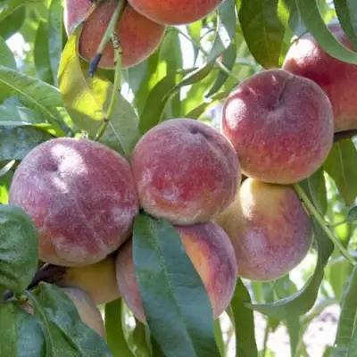 Персик ЗАРМЕНЮ в Солигорске