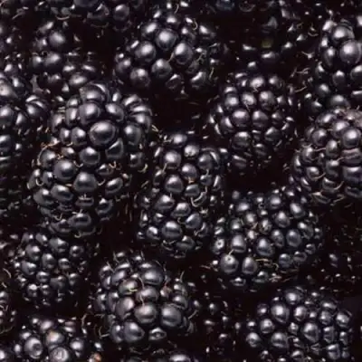 Ежевика ОРКАН бесшипная  в Солигорске