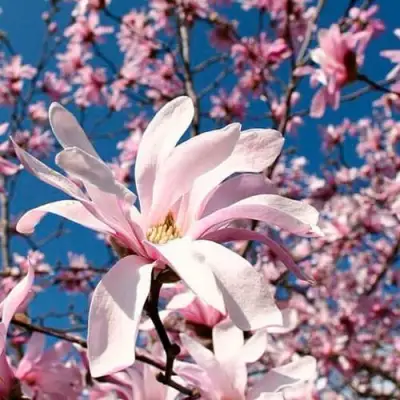 Магнолия РОЗЕЯ в Солигорске