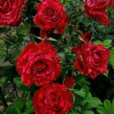 Роза РЕД ИНТУИШН чайно-гибридная в Солигорске