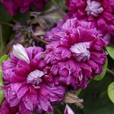 Клематис ПУРПУРЕА ПЛЕНА ЭЛЕГАНС в Солигорске