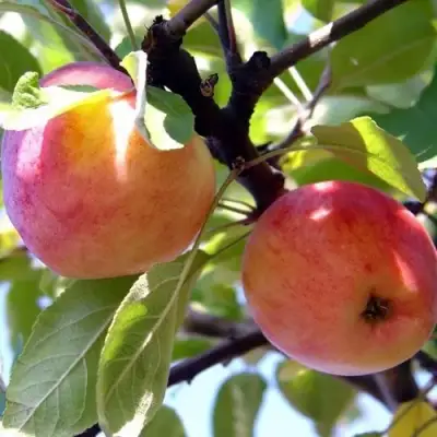 Яблоня АБРИКОСОВАЯ в Солигорске