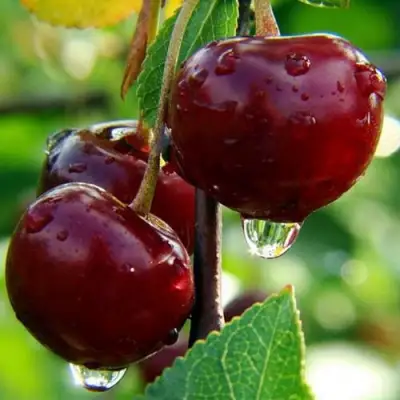 Вишня ЛАСУХА в Солигорске