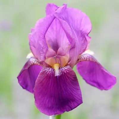 Ирис ИМПЕРАТОР бородатый в Солигорске