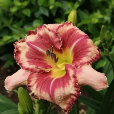 Лилейник АУТСТАНДИНГ гибридный в Солигорске