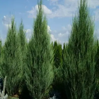 Можжевельник СКАЙРОКЕТ  скальный в Солигорске