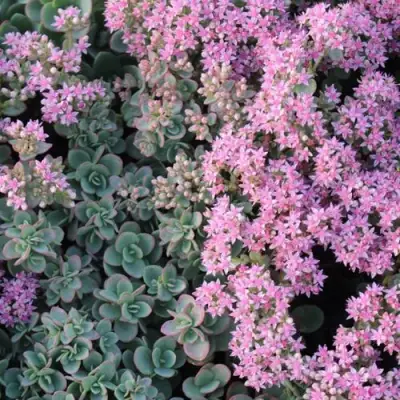 Очиток (седум) САНСПАРКЛЕР ЛАЙМ ЗИНГЕР в Солигорске