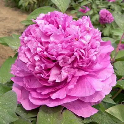 Пион ОРНАМЕНТ древовидный в Солигорске