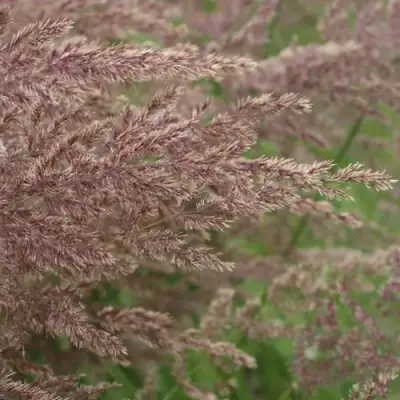 Вейник КАРЛ ФОРСТЕР остроцветковый в Солигорске