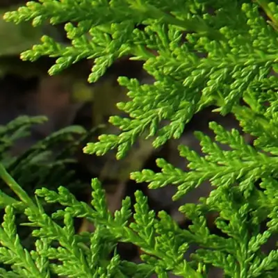 Туя восточная в Солигорске